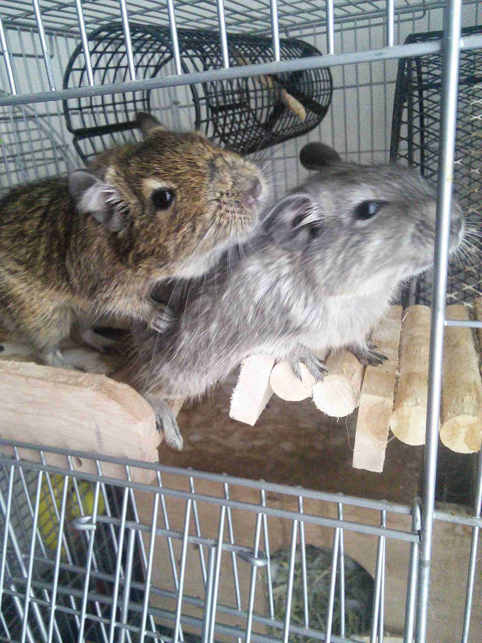 動物 on 動物