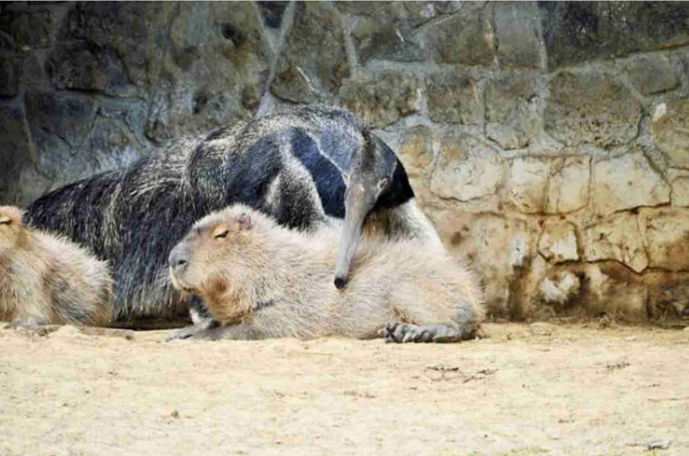 動物 on 動物