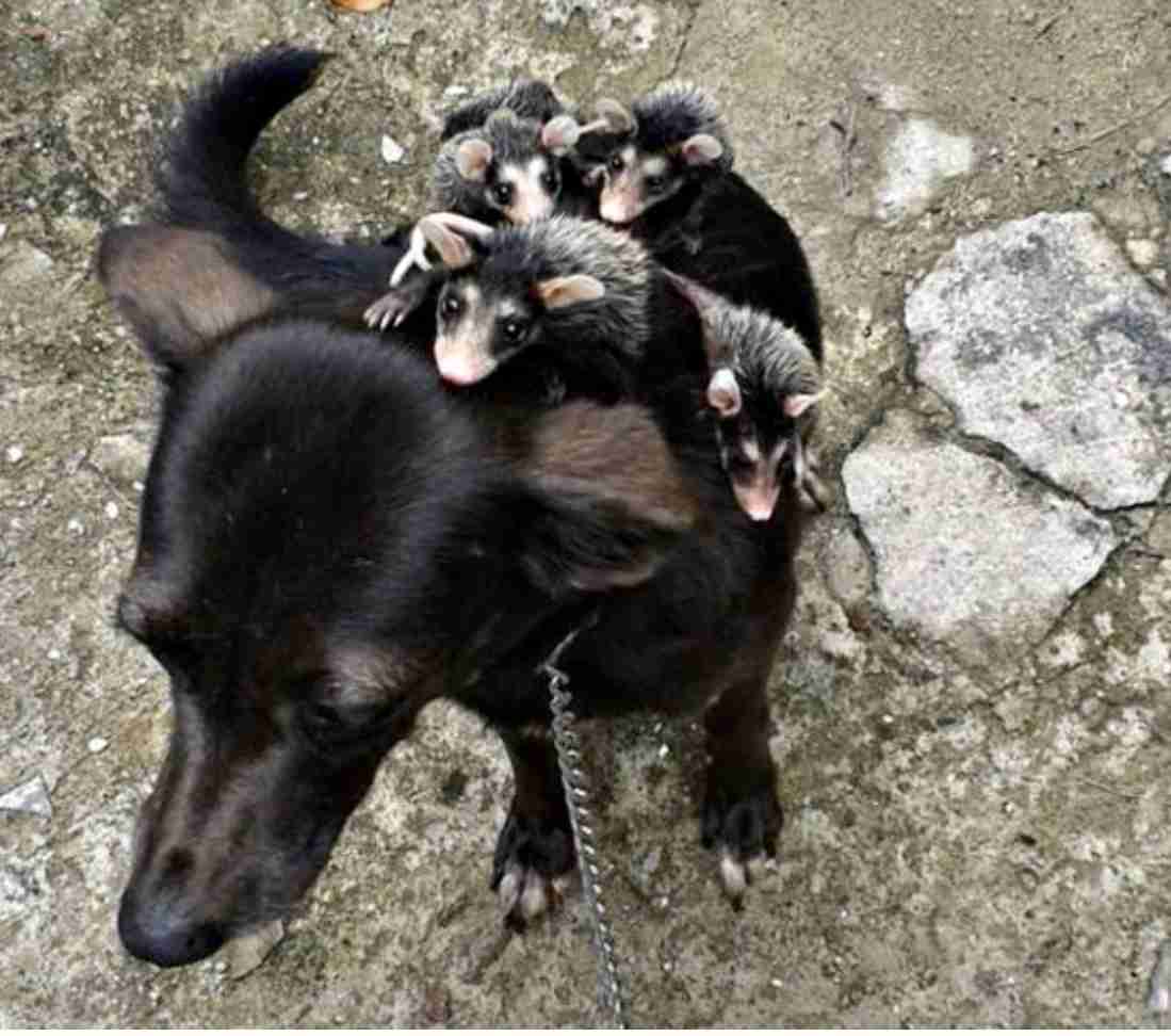 動物 on 動物