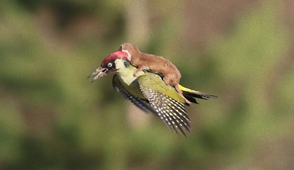 動物 on 動物