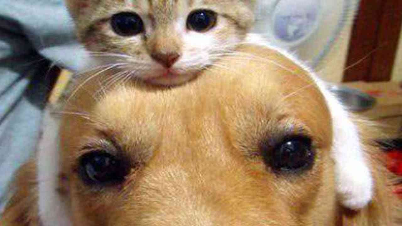 動物 on 動物