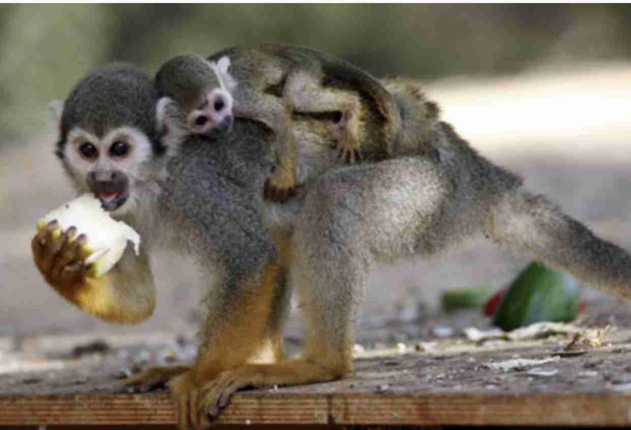 動物 on 動物