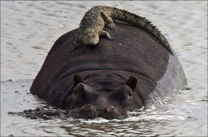 動物 on 動物