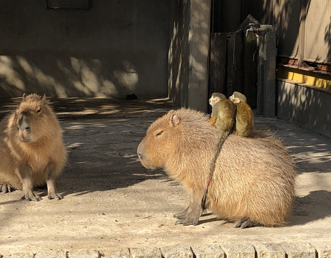 動物 on 動物