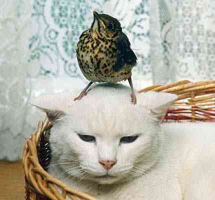 動物 on 動物