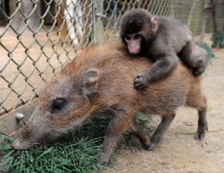 動物 on 動物