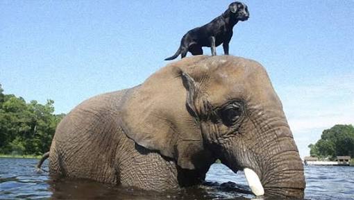 動物 on 動物