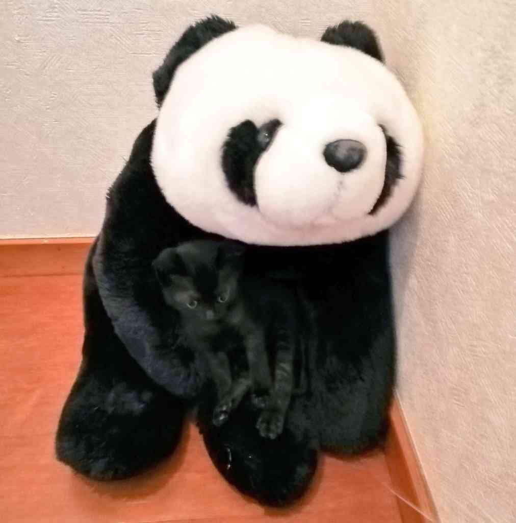 動物 on 動物