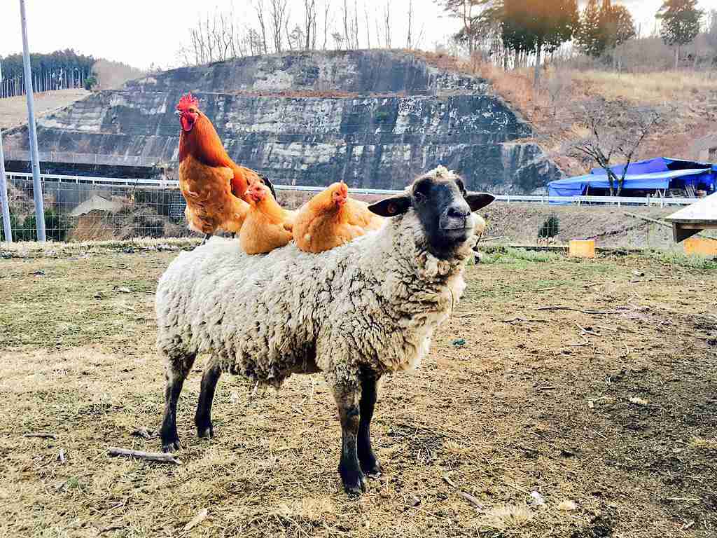 動物 on 動物