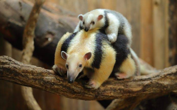 動物 on 動物
