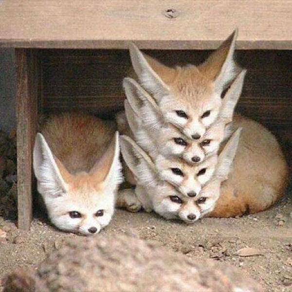 動物 on 動物