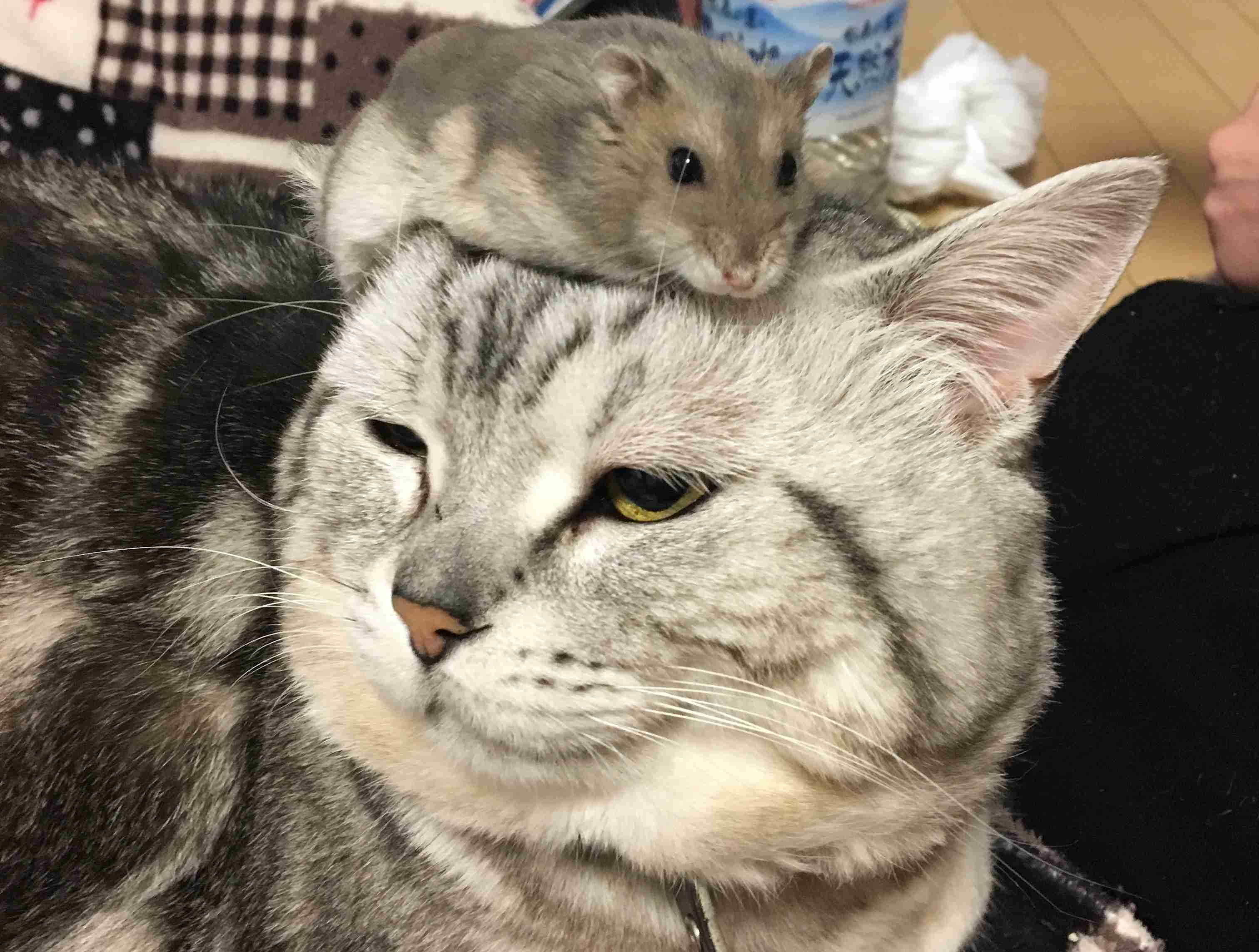 動物 on 動物