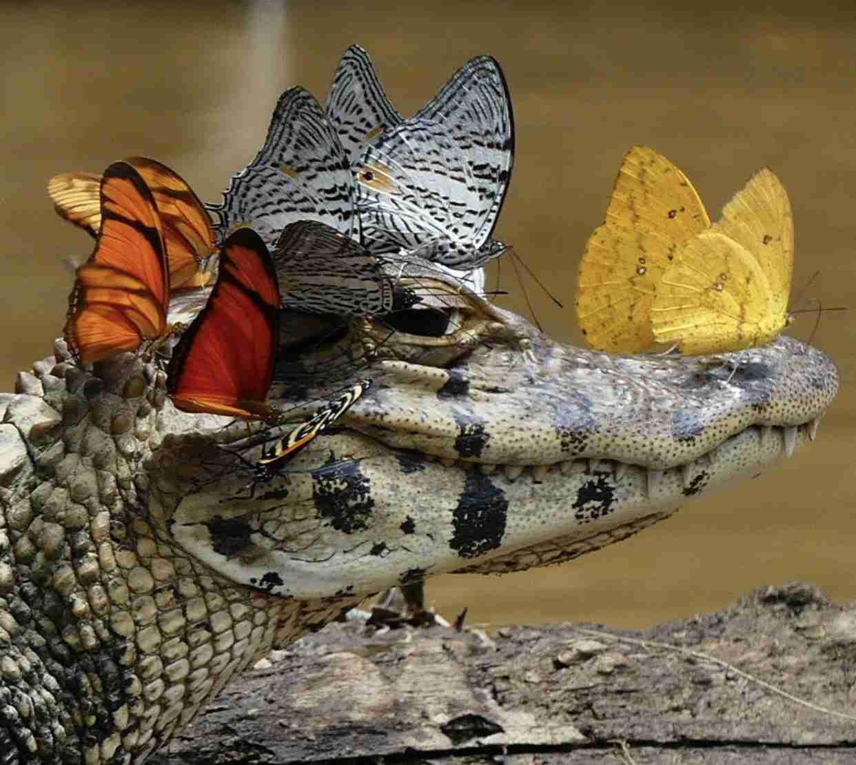 動物 on 動物