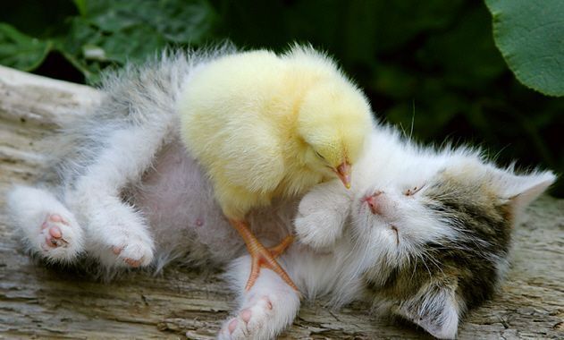 動物 on 動物