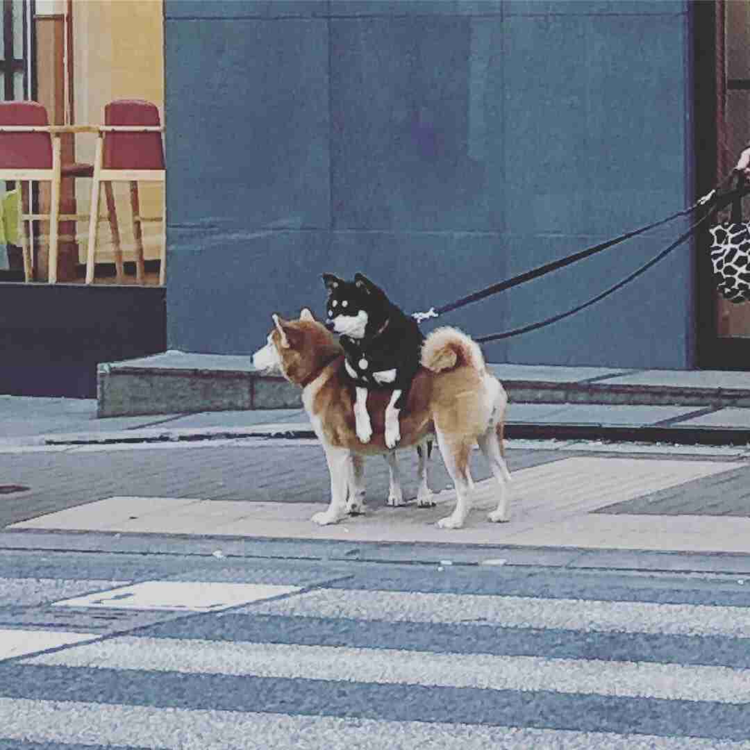動物 on 動物