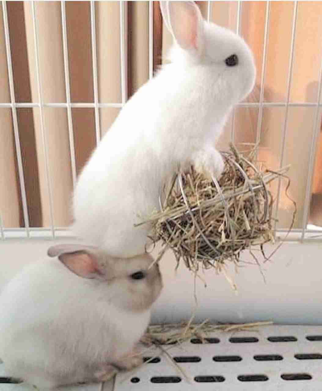 動物 on 動物