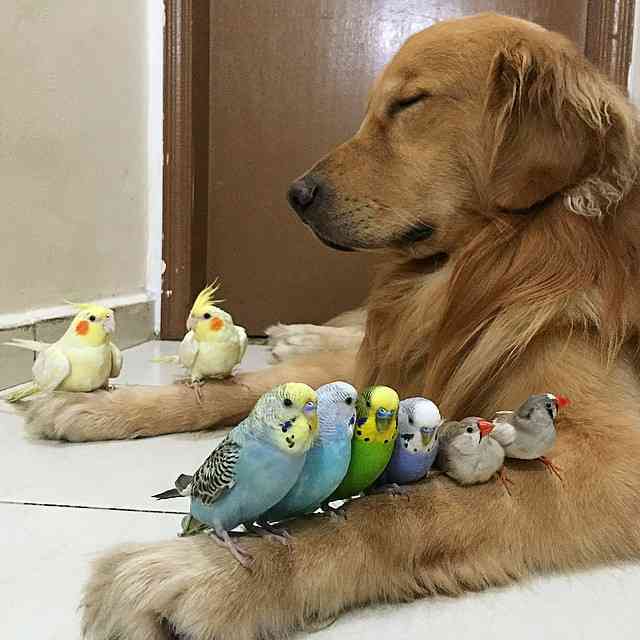 動物 on 動物