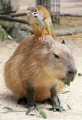 動物 on 動物