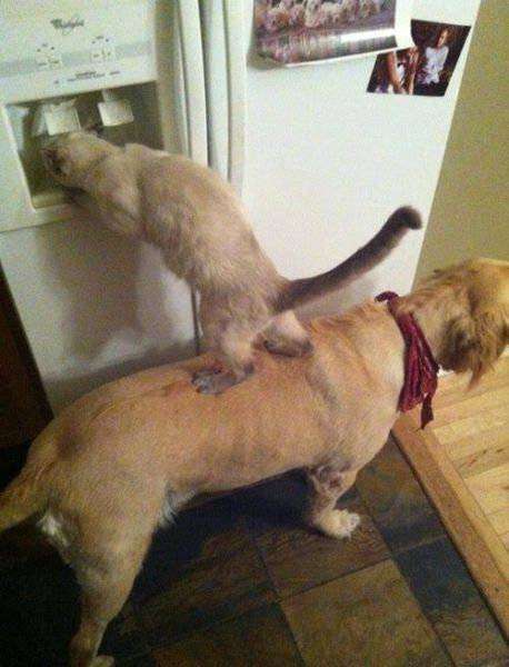 動物 on 動物