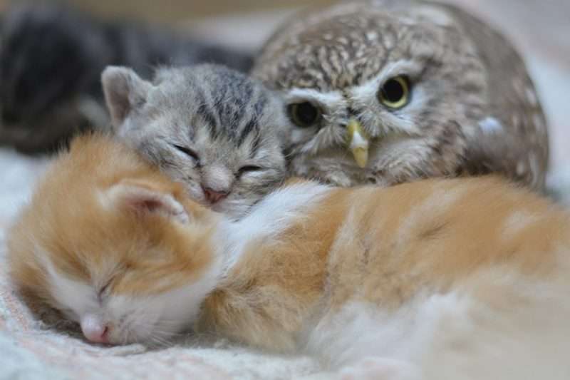 動物 on 動物