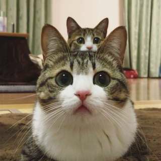 動物 on 動物