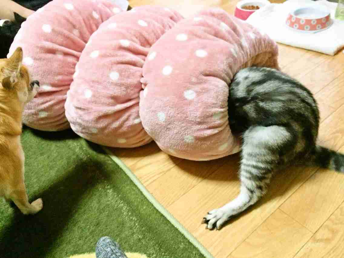 【猫を飼っている方限定】買って良かったもの、良くなかったものPart2