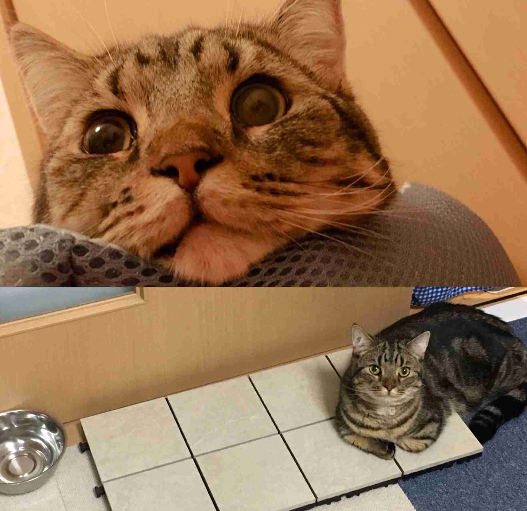 【猫を飼っている方限定】買って良かったもの、良くなかったものPart2
