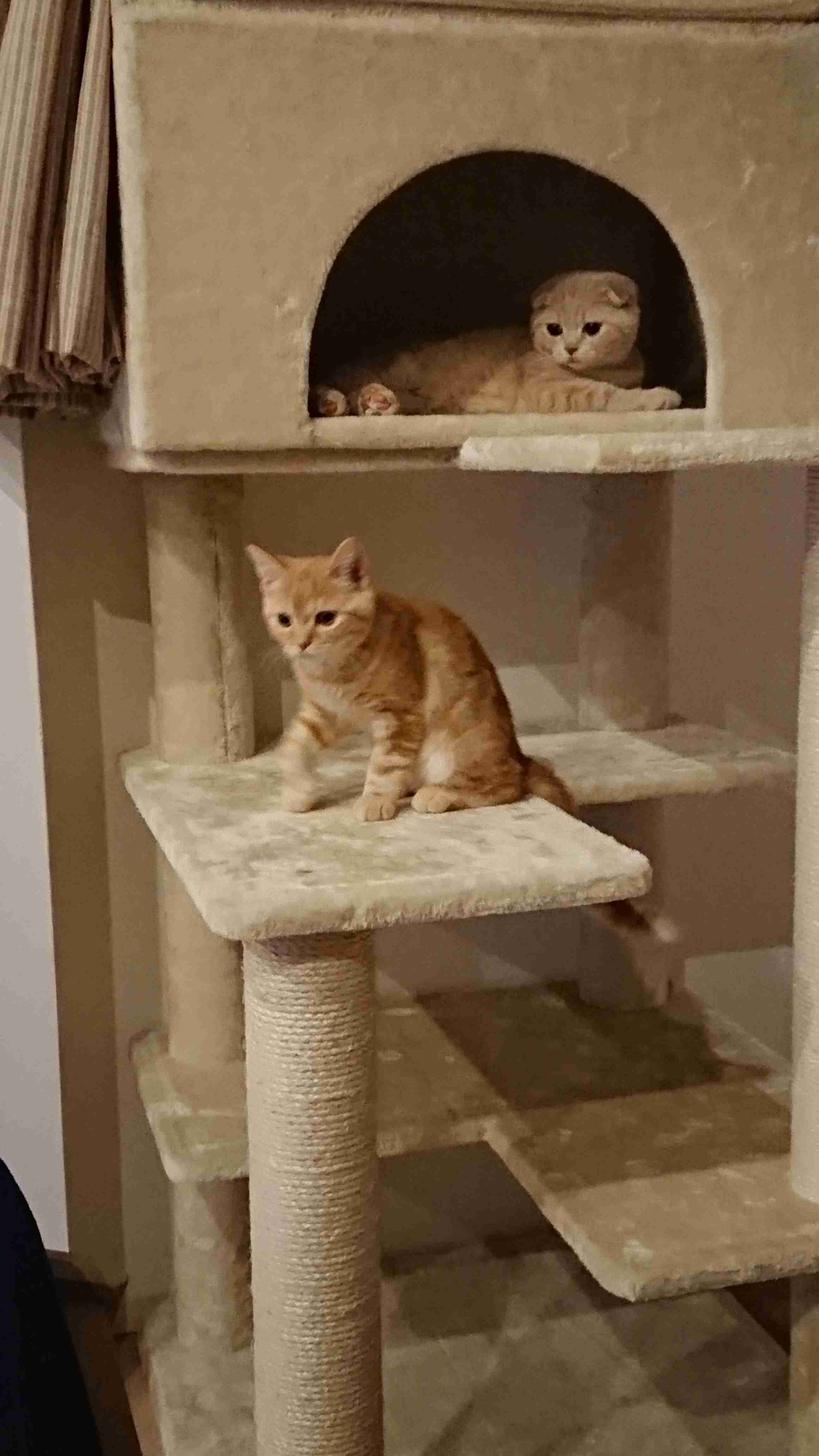 【猫を飼っている方限定】買って良かったもの、良くなかったものPart2