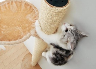 【猫を飼っている方限定】買って良かったもの、良くなかったものPart2