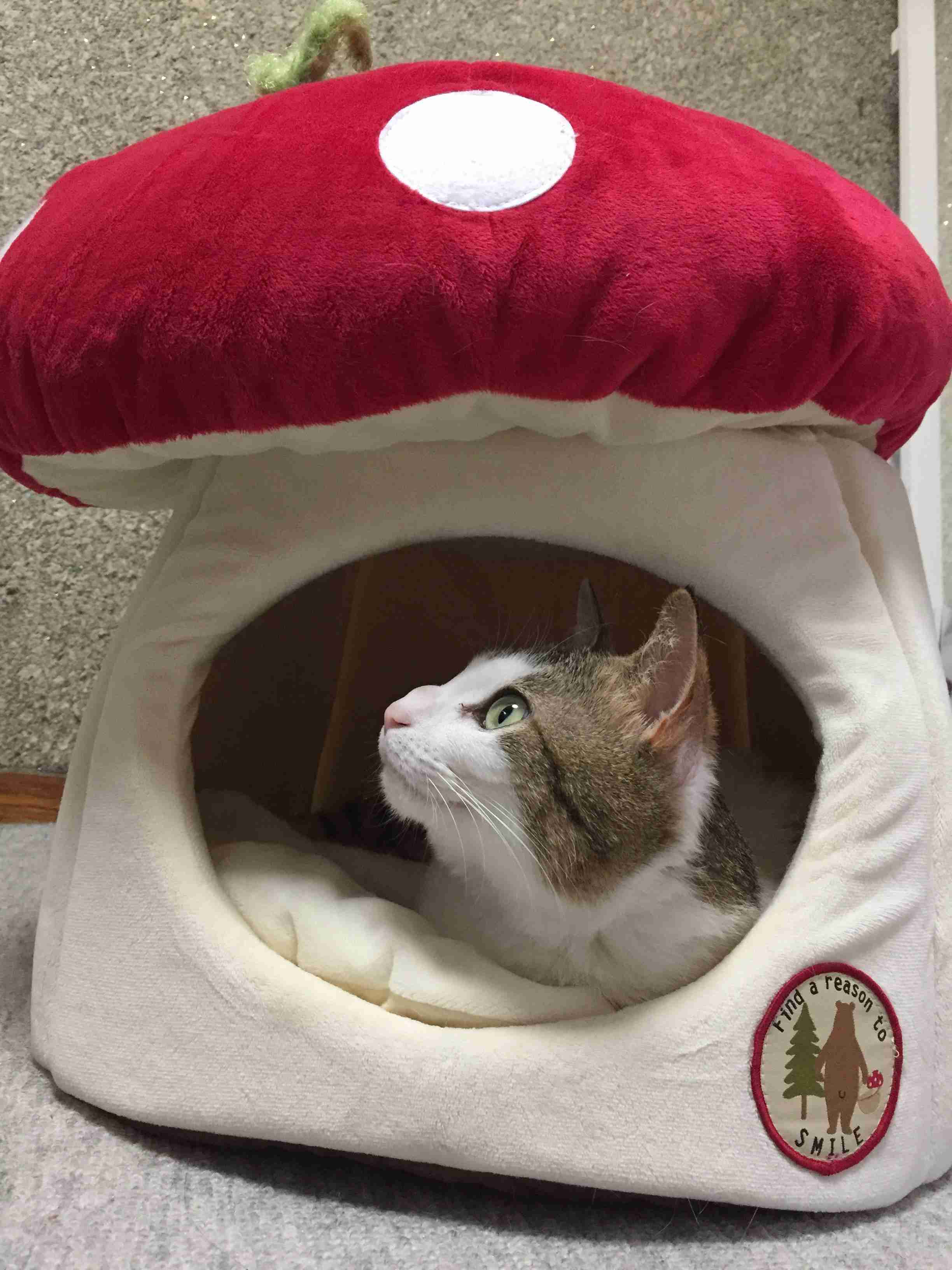 【猫を飼っている方限定】買って良かったもの、良くなかったものPart2