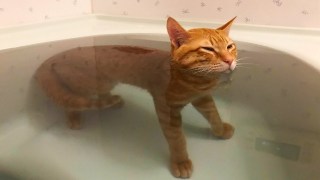 【猫を飼っている方限定】買って良かったもの、良くなかったものPart2