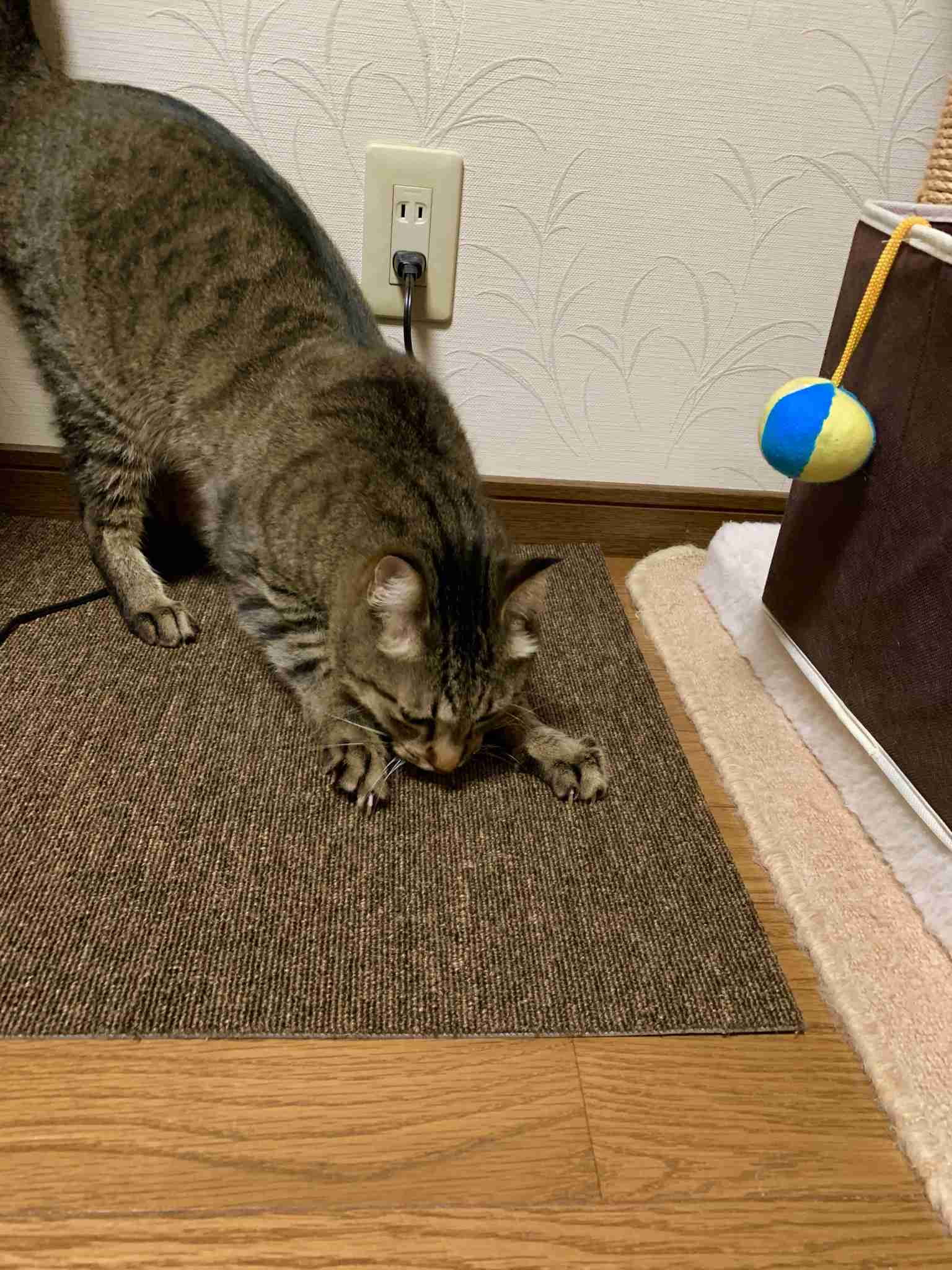 【猫を飼っている方限定】買って良かったもの、良くなかったものPart2