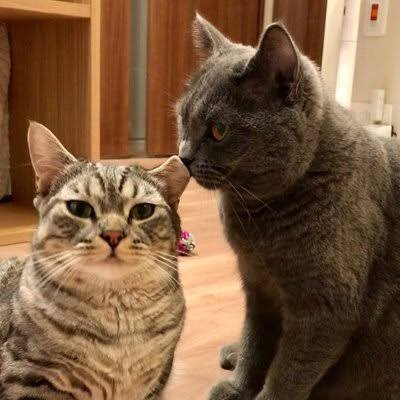 ガルちゃん猫カフェ40号店 開店しました♪ (初めての方も大歓迎！)