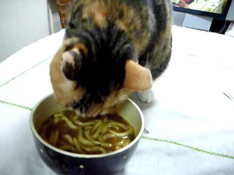 ガルちゃん猫カフェ40号店 開店しました♪ (初めての方も大歓迎！)