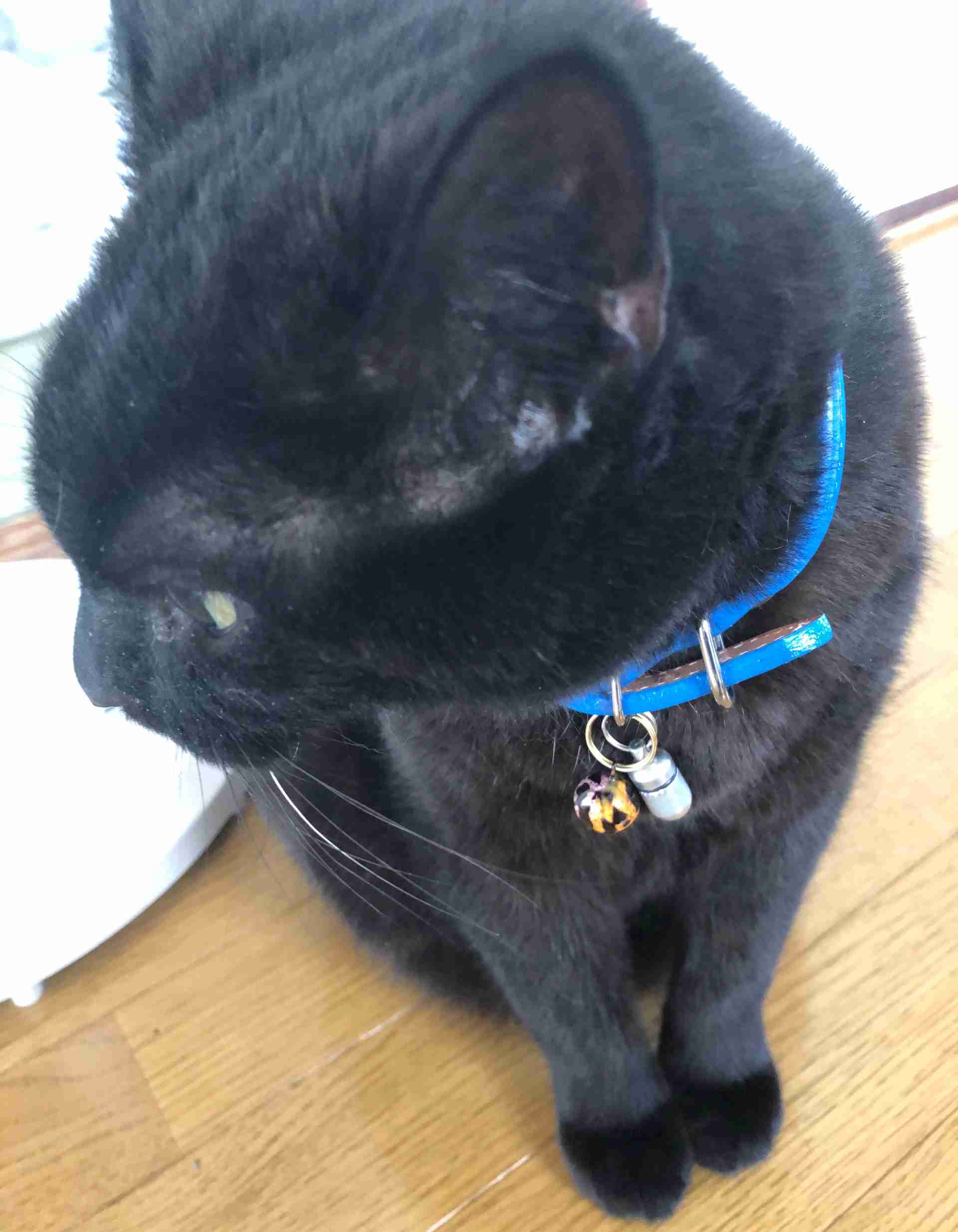 ガルちゃん猫カフェ40号店 開店しました♪ (初めての方も大歓迎！)