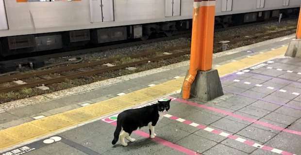 ガルちゃん猫カフェ40号店 開店しました♪ (初めての方も大歓迎！)