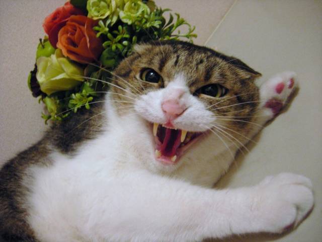 ガルちゃん猫カフェ40号店 開店しました♪ (初めての方も大歓迎！)