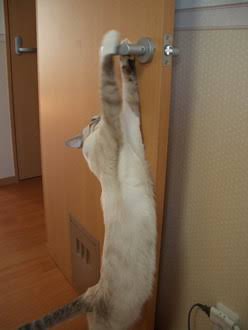 ガルちゃん猫カフェ40号店 開店しました♪ (初めての方も大歓迎！)