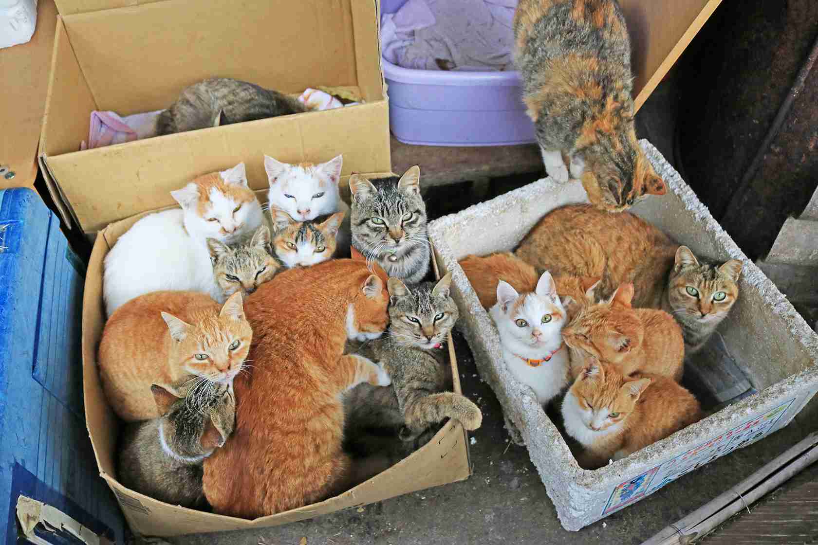 ガルちゃん猫カフェ40号店 開店しました♪ (初めての方も大歓迎！)