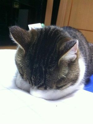 ガルちゃん猫カフェ40号店 開店しました♪ (初めての方も大歓迎！)