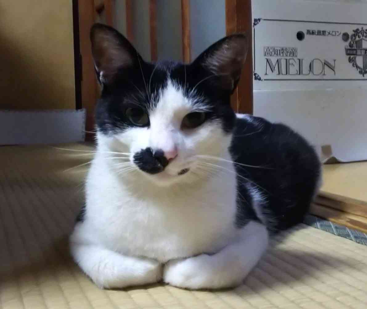ガルちゃん猫カフェ40号店 開店しました♪ (初めての方も大歓迎！)