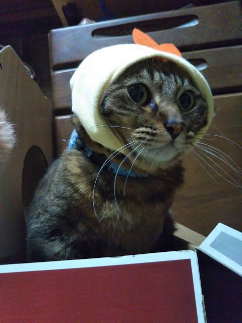 ガルちゃん猫カフェ40号店 開店しました♪ (初めての方も大歓迎！)