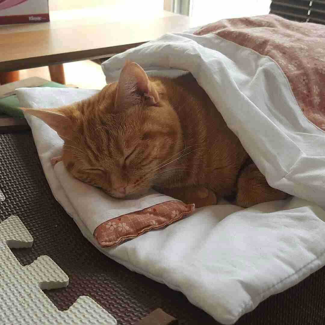 ガルちゃん猫カフェ40号店 開店しました♪ (初めての方も大歓迎！)