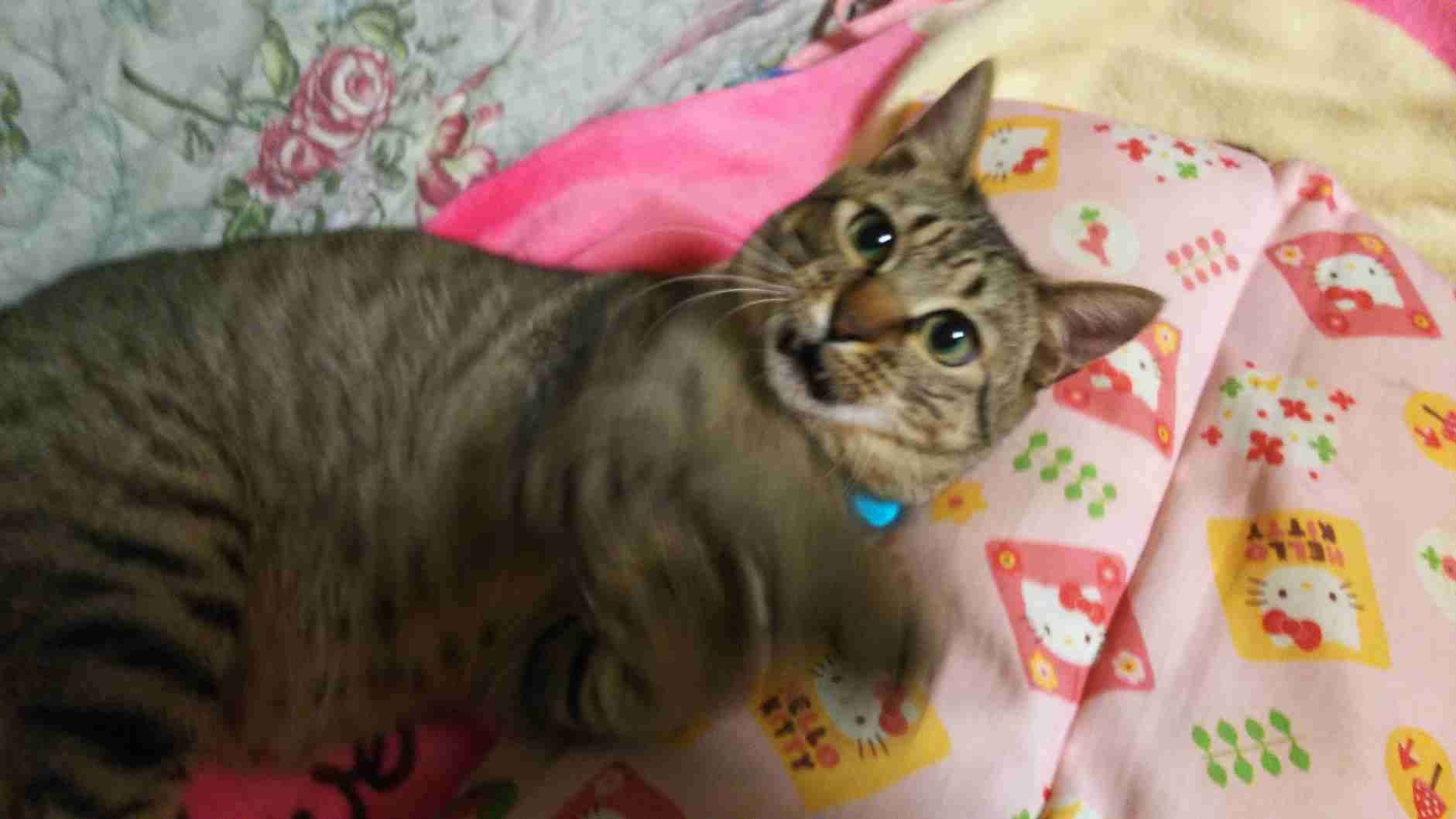 ガルちゃん猫カフェ40号店 開店しました♪ (初めての方も大歓迎！)