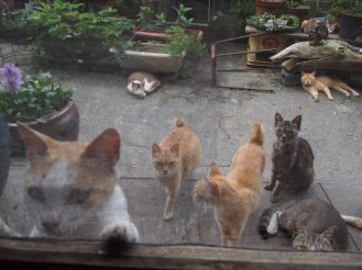 ガルちゃん猫カフェ40号店 開店しました♪ (初めての方も大歓迎！)