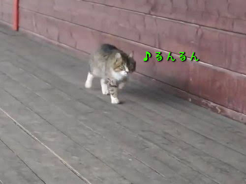 ガルちゃん猫カフェ40号店 開店しました♪ (初めての方も大歓迎！)