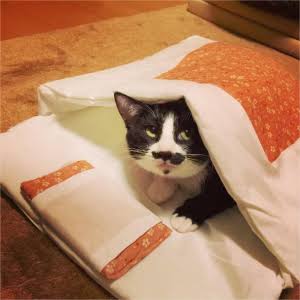 ガルちゃん猫カフェ40号店 開店しました♪ (初めての方も大歓迎！)