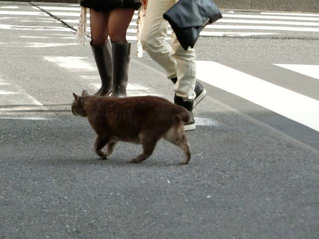ガルちゃん猫カフェ40号店 開店しました♪ (初めての方も大歓迎！)