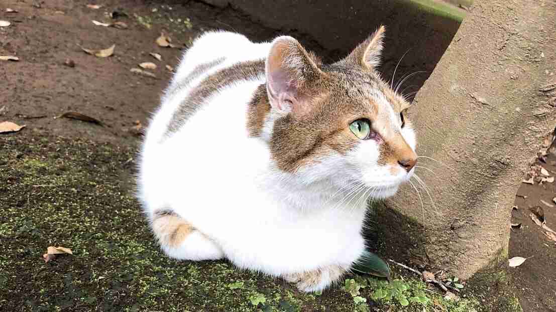 ガルちゃん猫カフェ40号店 開店しました♪ (初めての方も大歓迎！)