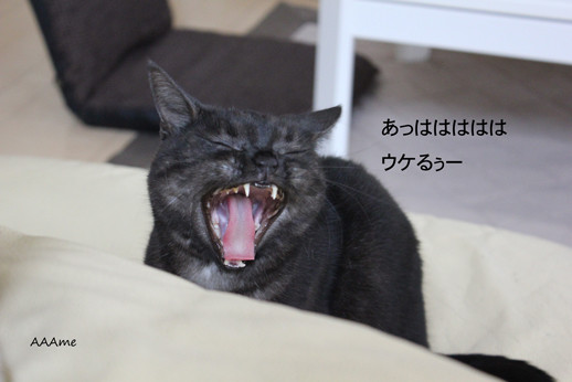 ガルちゃん猫カフェ40号店 開店しました♪ (初めての方も大歓迎！)